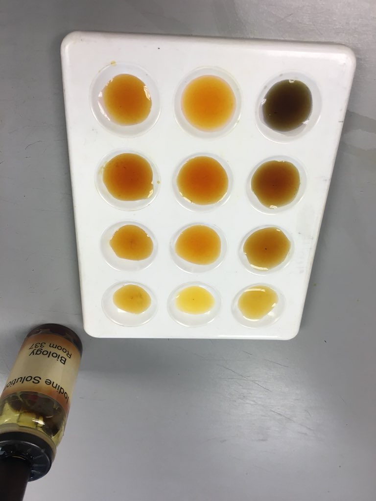 science_bbhs's tweet image. N5 Biologists investigating the action of phosphorylase... #experimentalsuccess #efficientworking
