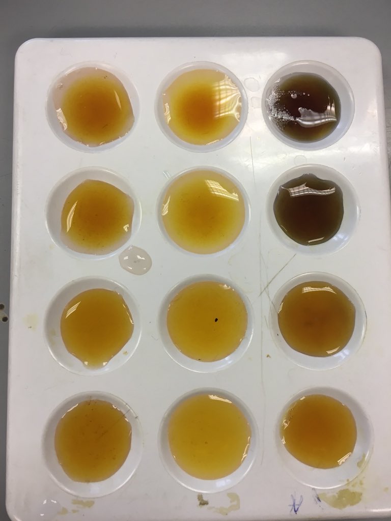 science_bbhs's tweet image. N5 Biologists investigating the action of phosphorylase... #experimentalsuccess #efficientworking