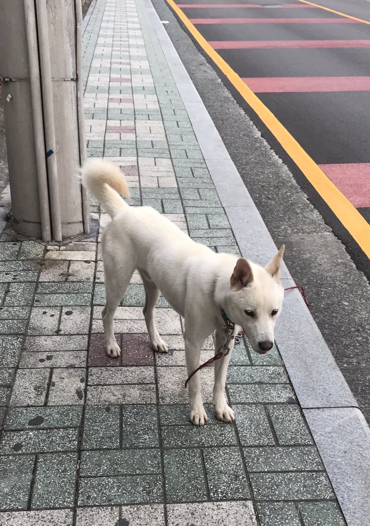 raykim72's tweet photo. 부산의 보호소에 있는 순한 진돗개의 주인을 못찾을 경우 보호나 입양하실수 있는 분 구합니다 #진돗개 #진도견 #입양 #임보 #부산진돗개 https://t.co/RRLQDGdjj9