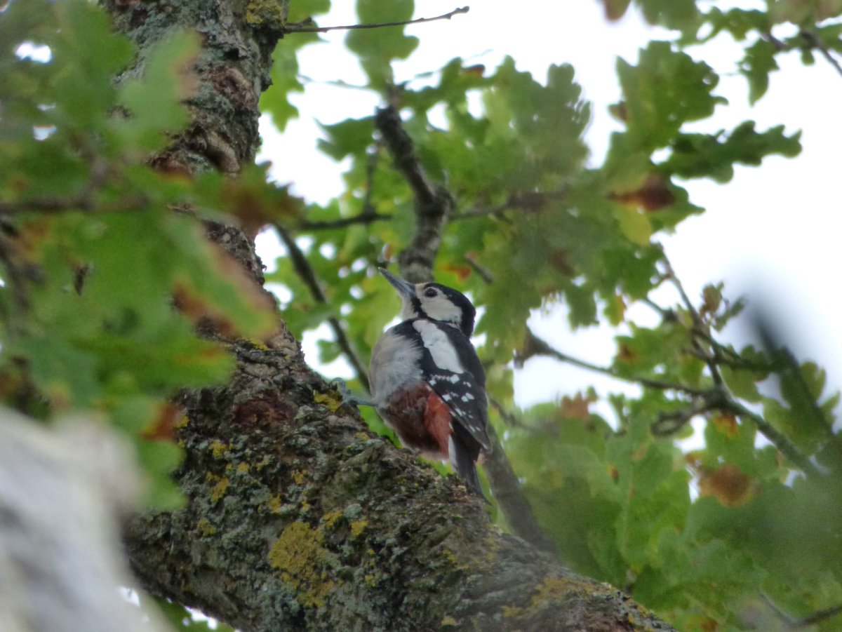 Another lovely morning spent at @RSPBArne with <a href="/dougaldog/">Barbara Bisset 💙</a> osprey spotting we did manage 2 very distant birds, but some lovely views of Dartfords and this spider?, then down to the raptor hide <a href="/NatureofDorset/">Nature of Dorset</a> <a href="/NatureUK/">NatureUK</a> @wildlife_uk <a href="/SightingDOR/">Dorset Wildlife Spot</a>