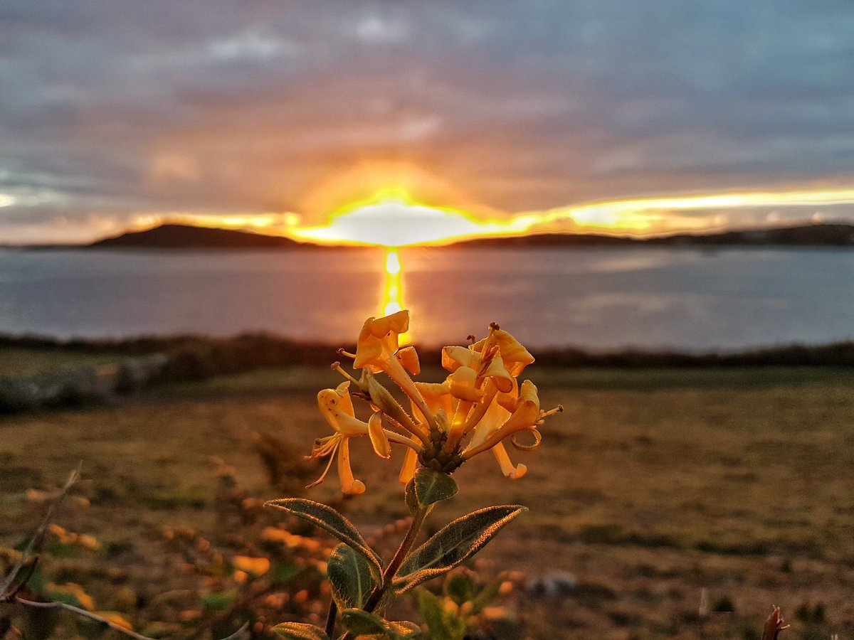 TrescoIsland's tweet photo. Tonight on Tresco ☀️

#mytresco #Scilly https://t.co/bbkRZ7BcyA