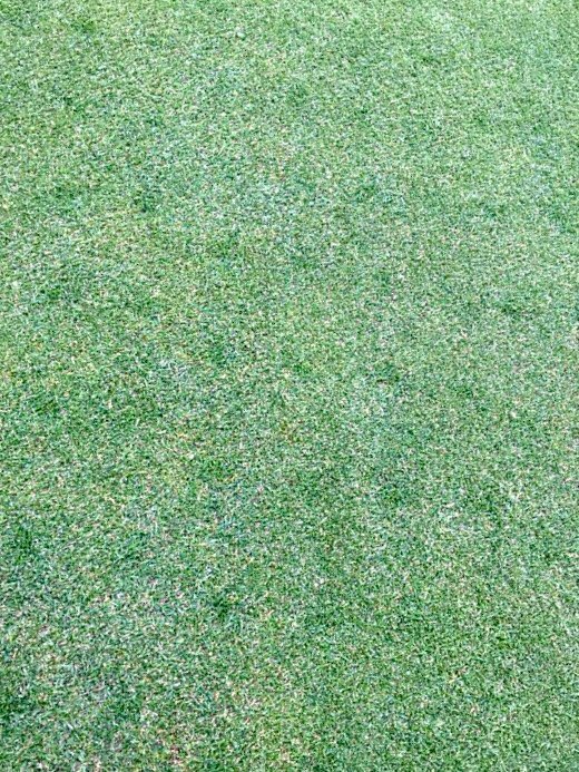 GerminalAmenity's tweet image. Fantastic take of #007 Creeping Bent by simply drop spreading seed over spike holes.
Seed to soil contact is good enough if you don’t have access or can’t afford a seeder.