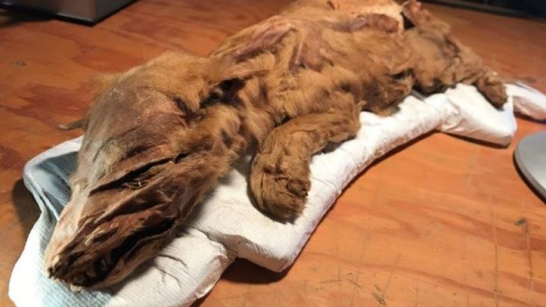 ItsInOurVeins's tweet photo. "I commend the Klondike Placer Miners’ Association and the individual miners who made the discoveries for their timely reporting and cooperation in recovering these invaluable ancient animals." @Premier_Silver @yukongov https://t.co/CBxx4Lagat #YukonPlacerMining #ItsInOurHistory https://t.co/spaejM1D0n