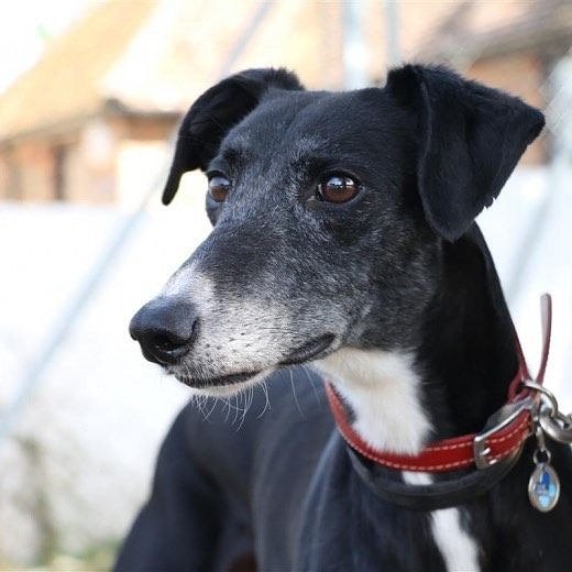 This is Reginald a happy go lucky greyhound cross.He loves walks and exploring new smells in the countryside. He's eager to find his #foreverhome, with a cosy bed to snooze in. If you think you are the perfect home for him please fill out a home finder today with @BlueCrossEdu