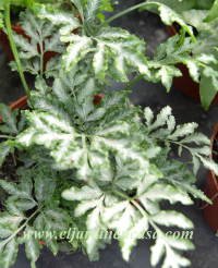 Eljardinencasa's tweet photo. #Ferns  
#Pteris  
#SilverLace  
Los #helechos no dan flores, se reproducen por medio de #esporas,  las cuales se ubican en el envés de sus hojas llamadas frondes; de  todos modos la reproducción más popular es por división de sus raíces o rizomas.
https://t.co/JaxbtdyKNZ https://t.co/4vNdXKTpIc