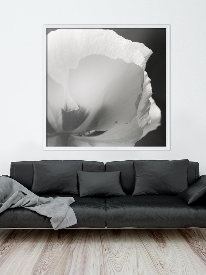 La Baleine Graphique Tableau Photo De Coquelicot Noir Et Blanc Pour Les Interieurs Contemporains T Co Ygucaglitx Deco Noiretblanc Photo T Co Gdovtbjgzk La Baleine Graphique Tableau Photo De Coquelicot Noir Et Blanc Pour Les Interieurs Contemporains T Co Ygucaglitx Deco Noiretblanc Photo T Co Gdovtbjgzk