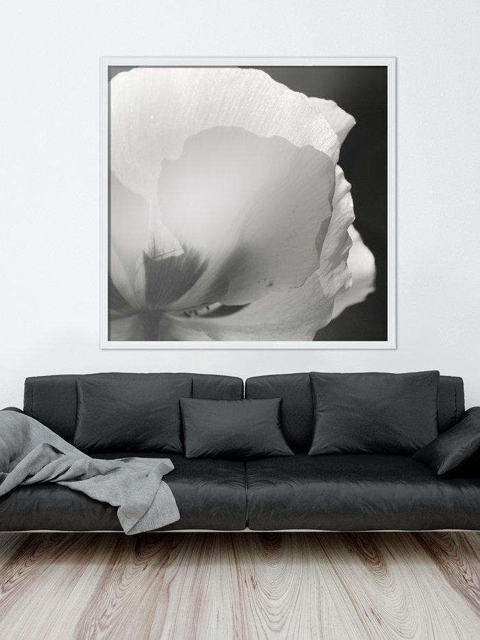 La Baleine Graphique Tableau Photo De Coquelicot Noir Et Blanc Pour Les Interieurs Contemporains T Co Ygucaglitx Deco Noiretblanc Photo T Co Gdovtbjgzk