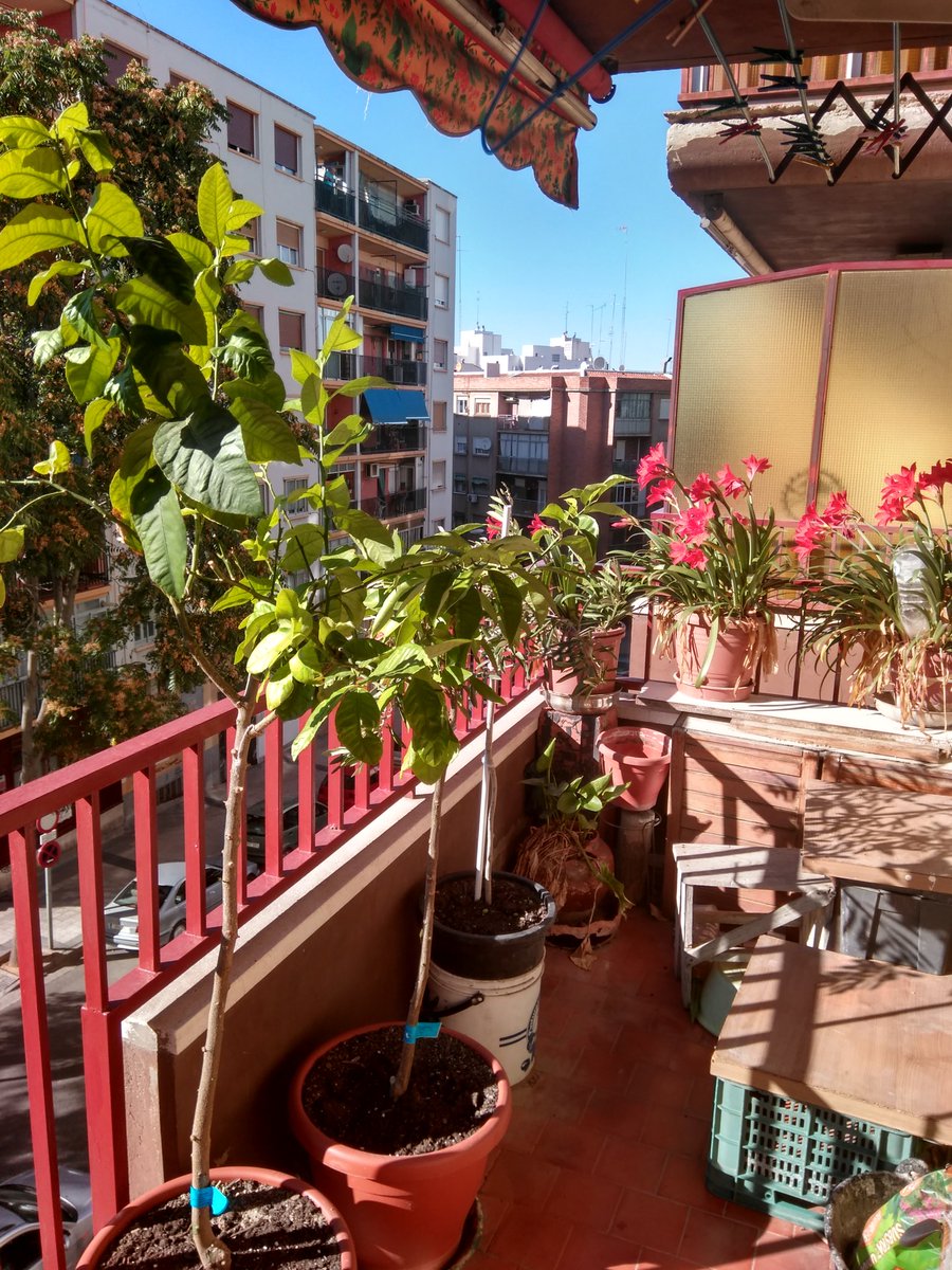 Ramcam2014's tweet photo. Este es el balcón con más flores de toda la Gomera https://t.co/Eq2DJwwbox