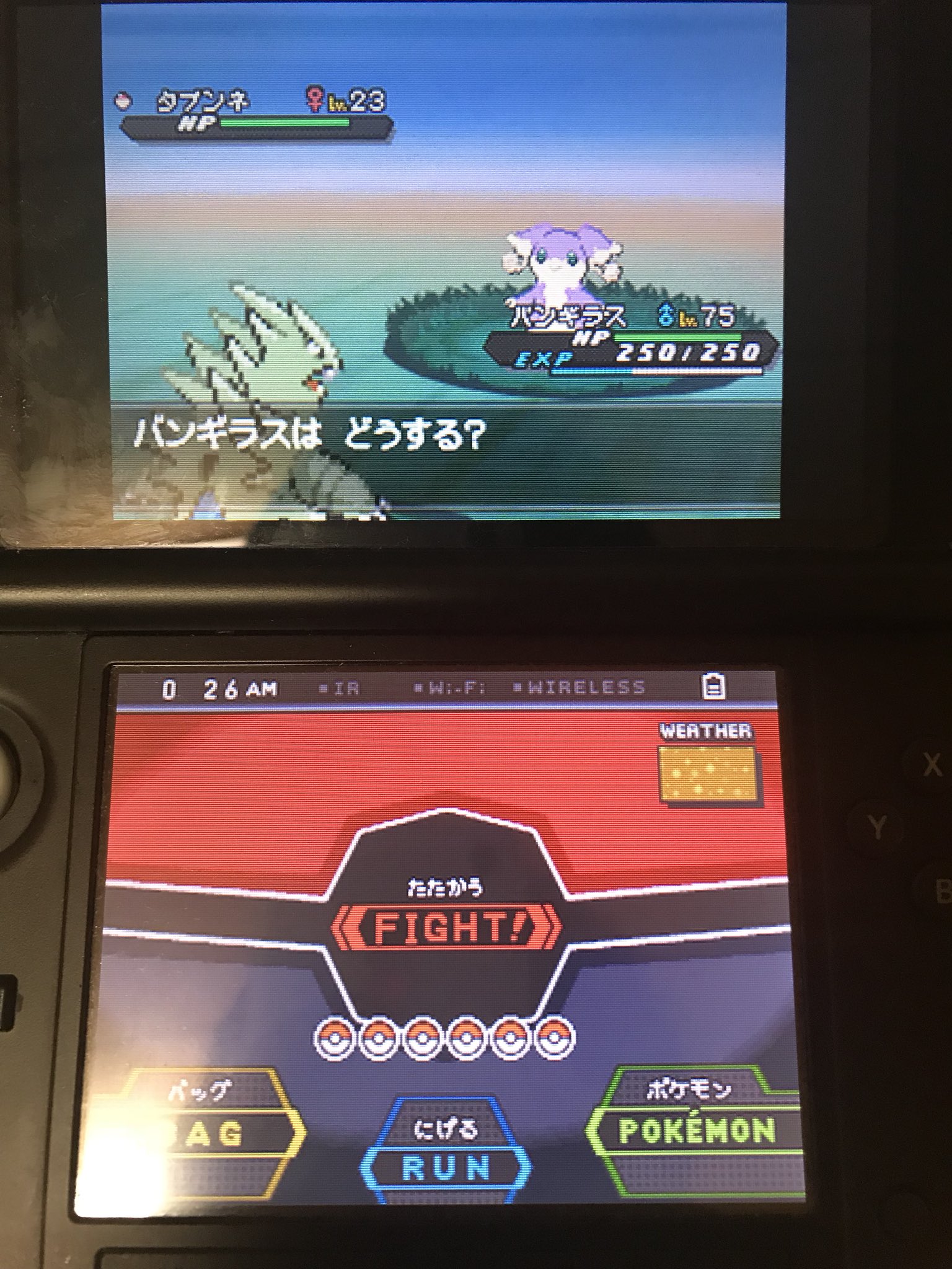 樹神 デイリーの かくしあな 巡ってたら ゆれる草 を発見 なんと タブンネ の 色違い でした ポケモンbw2 ポケモンブラック2 T Co Xgiqu0wsxe Twitter 樹神 デイリーの かくしあな 巡ってたら ゆれる草 を発見 なんと タブンネ の 色違い でした ポケモンbw2 ポケモンブラック2 T Co Xgiqu0wsxe Twitter