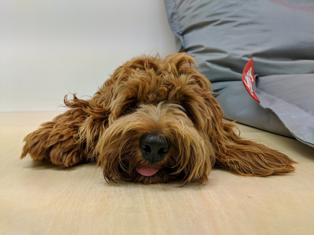 Labradoodle Bingo Labradoodle Bingo