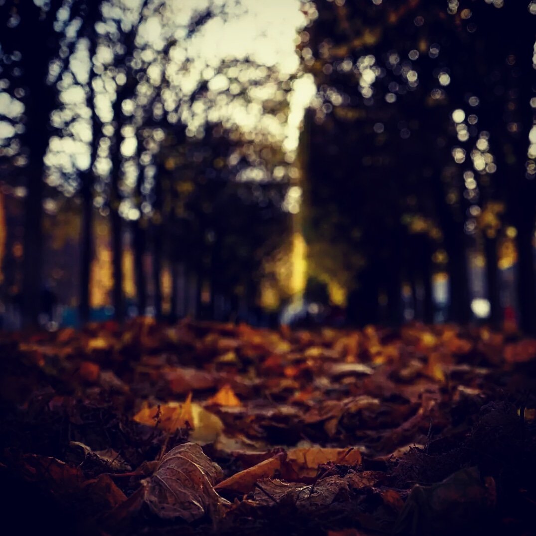 BuntuBizaMgojo's tweet photo. There is something incredibly nostalgic and significant about the annual cascade of autumn leaves
#sunset
#lighting
#creativeshub
#camerafocus
#snapshotsdaily📸
#iphotographydesigns https://t.co/uXTEWpyBm9