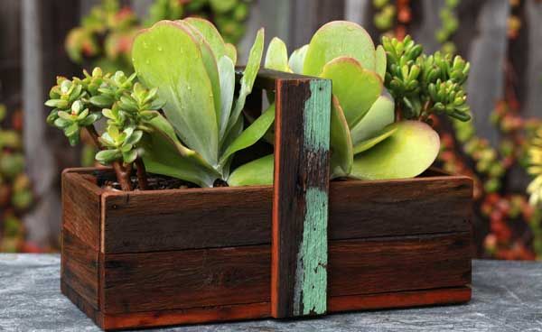 CoHorts's tweet image. Succulent gardening is a trend with staying power. With thick, water-resistant skin, massive water-holding cells and expansive root systems, succulents are a low-maintenance choice for new and experienced gardeners alike. bit.ly/2Qse98v