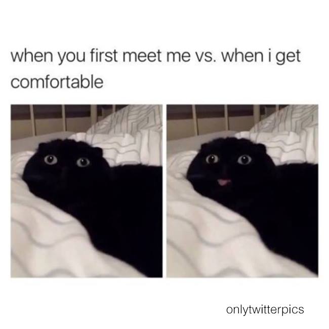 meowbox's tweet image. 😛 #themeowlife #bleps {Via @exclusivereclusive}