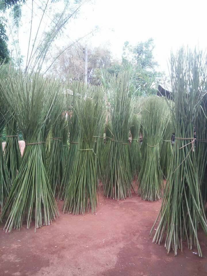 olivedd's tweet image. #HempThai Harvesting please order. #Sustainable #hempcansavetheplanet