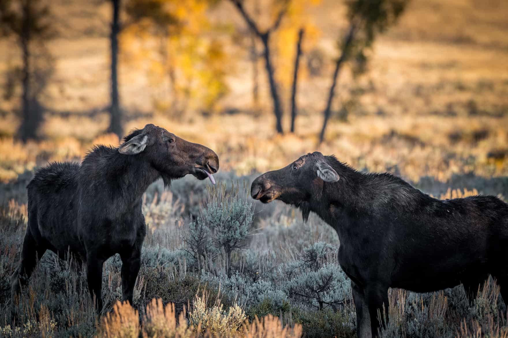 The 2018 Comedy Wildlife Awards finalists are here 🙈 / Twitter