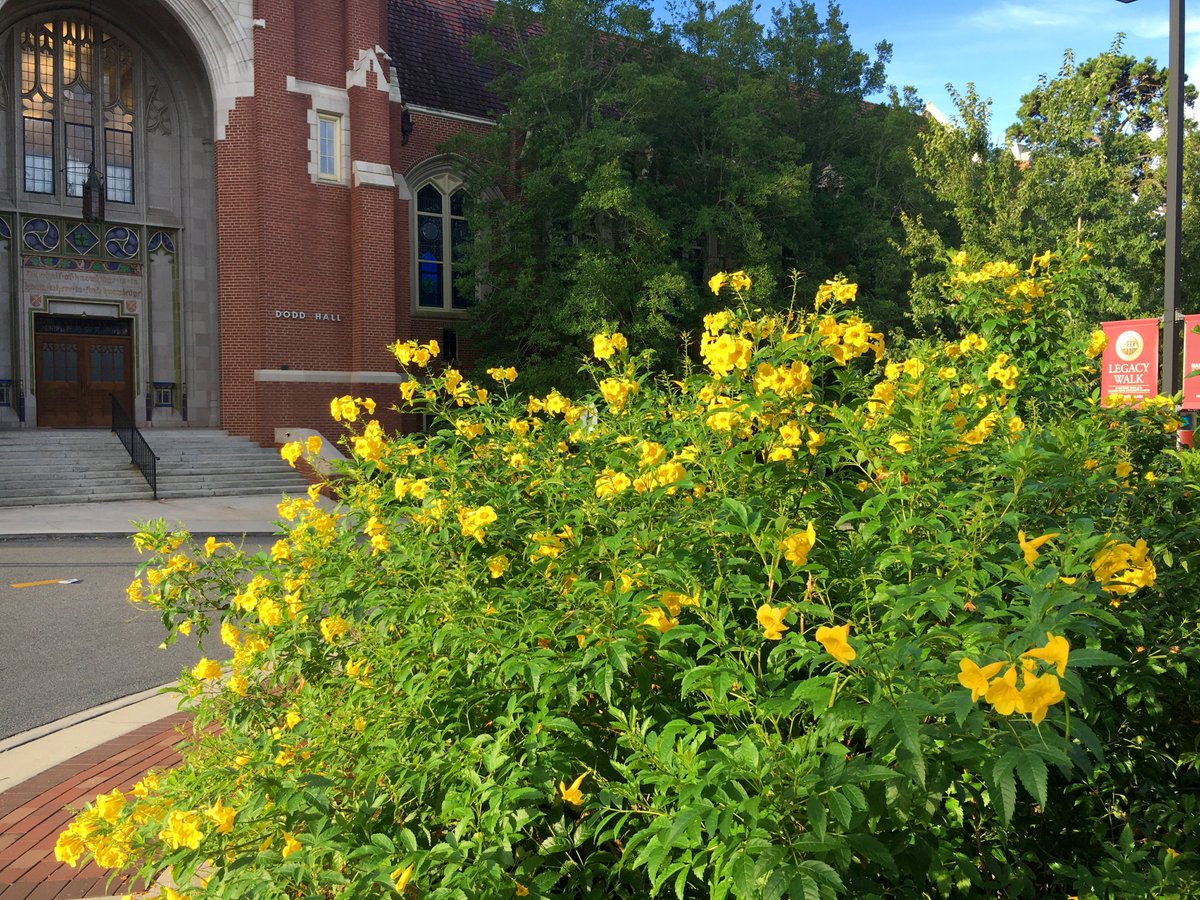 AndFsu's tweet photo. Yellow Bells (Tecoma stans) blooming today near Bryan Hall. These were started from seed gathered at the David W. Marshall Demonstration Garden at the Leon County Cooperative Extension Center in Tallahassee. We love this shrub -it blooms through the heat of summer and  into fall. https://t.co/dDIP50Buu0