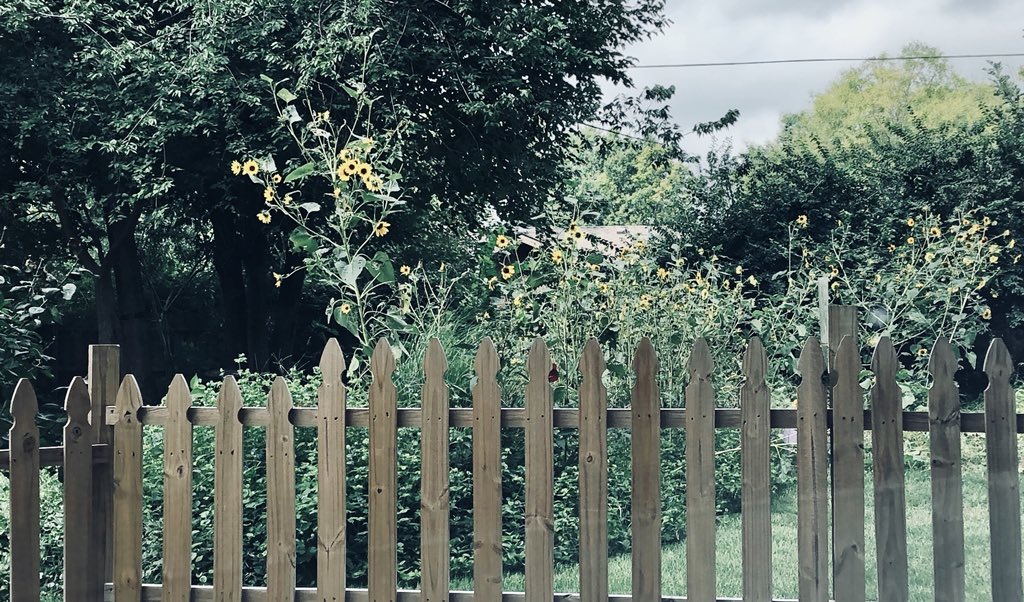 EbethGraber's tweet image. Doo, doo, doo lookin’ out my backdoor #Sunflowers #DancingInSeptember