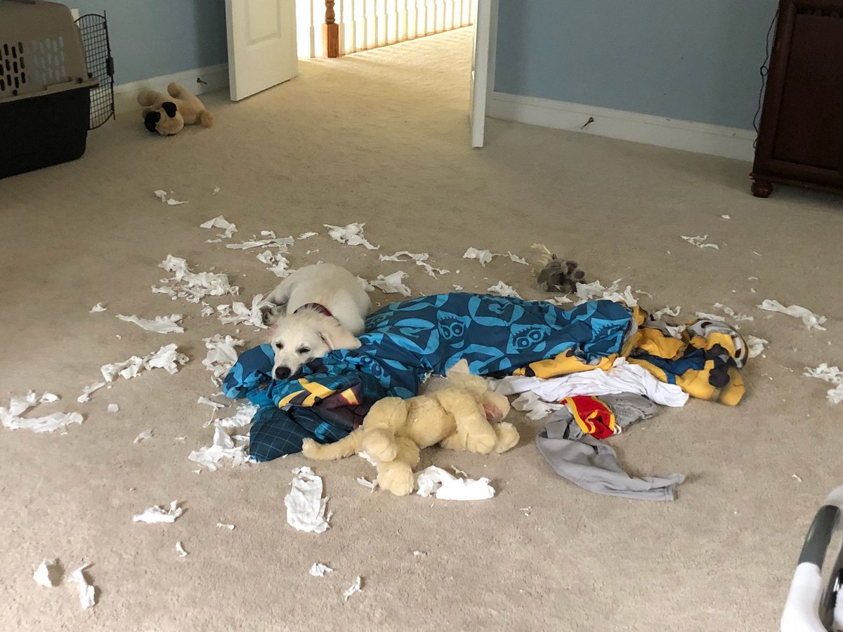 JonahDispatch's tweet photo. My friends’ new puppy, Bucky, has been doing important work. https://t.co/txEE6c8i4q