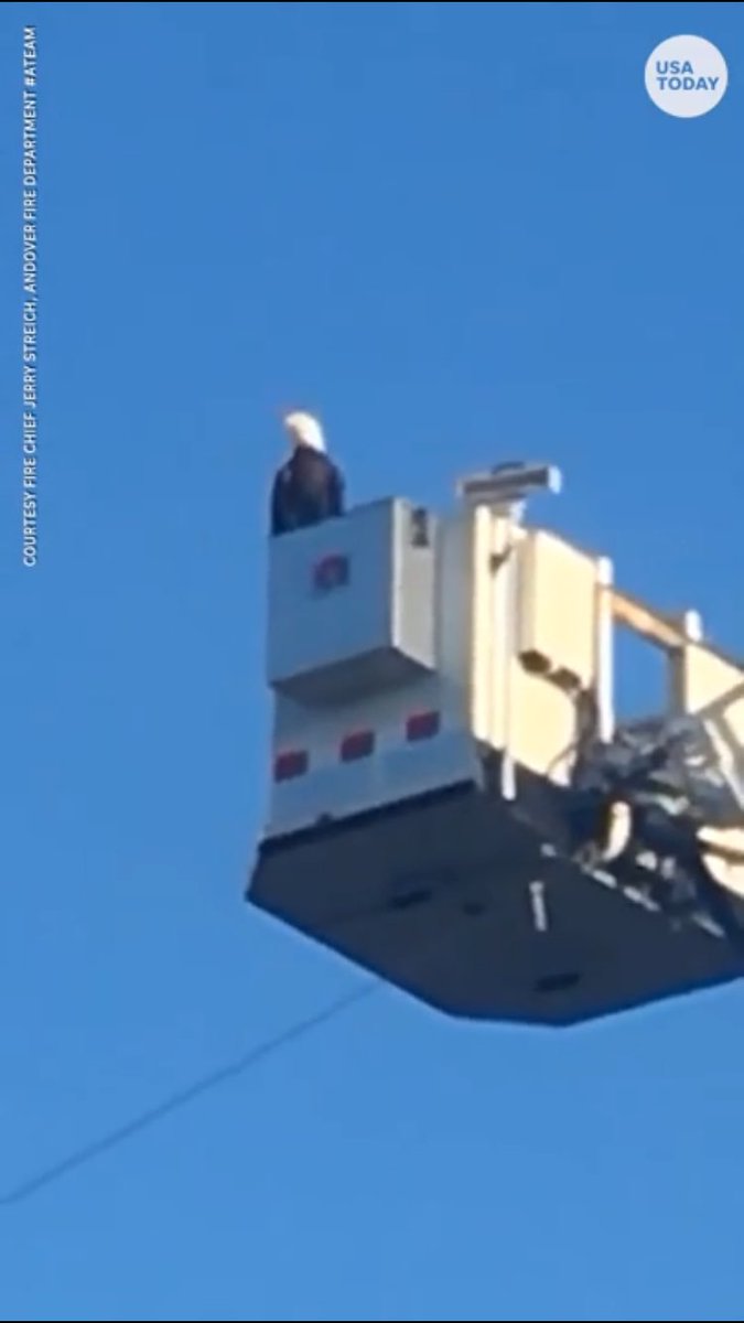 jim_perry136's tweet image. American eagle lands on an Andover, MN fire truck aerial ladder during their 9/11 ceremony.#howappropriate #NeverForget911