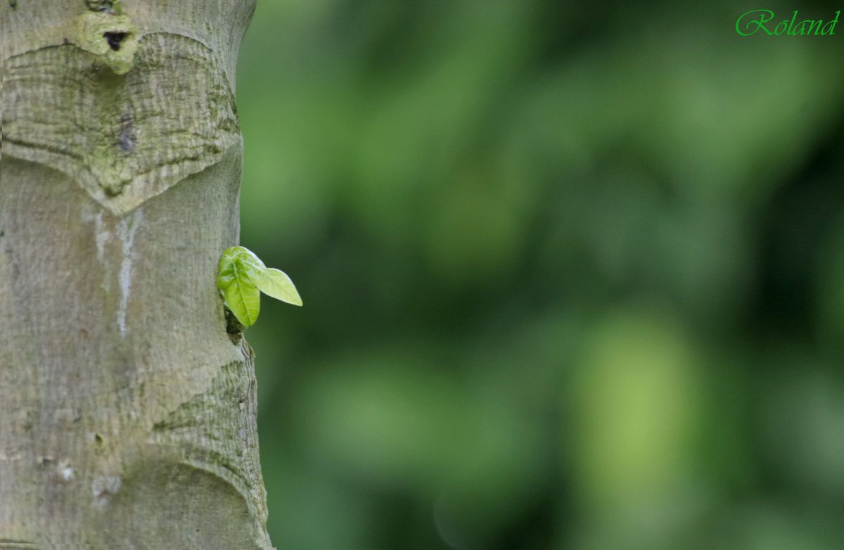 Green is the prime color of the world, and that from which its loveliness arises.

#nature #nammaudupi #green #pentax #nammatulunad #postafterlongtime