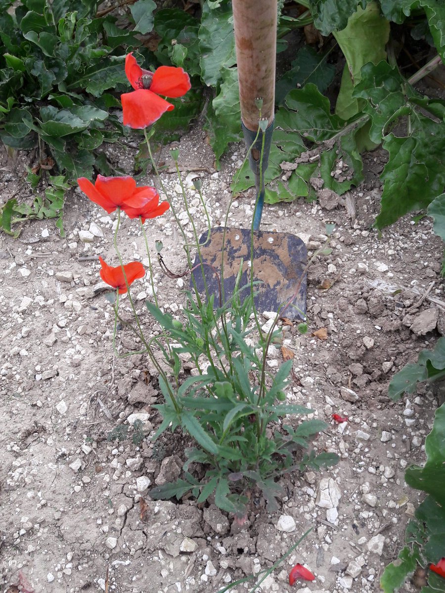 GuyotVincent02's tweet photo. J'avais deux choix possibles : 
- le laisser pour faire plaisir à Mr @Veillerette et  #nousvoulonsdescoquelicots 
- le couper pour pérenniser mon exploitation car un coquelicot, c'est plus de 100 000 graines ...
A votre avis, j'ai fait quoi ??? 😉😉😉 #mescoquelicots https://t.co/uhFVVdqhPA