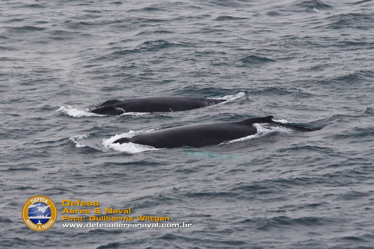 It is necessary to create the South Atlantic Whale sanctuary 🐳
@seashepherd @ibaleiajubarte @BaleiaFranca
#NoMoreWhaling #ICW67 #SalvemAsBaleias #SavetheWhale