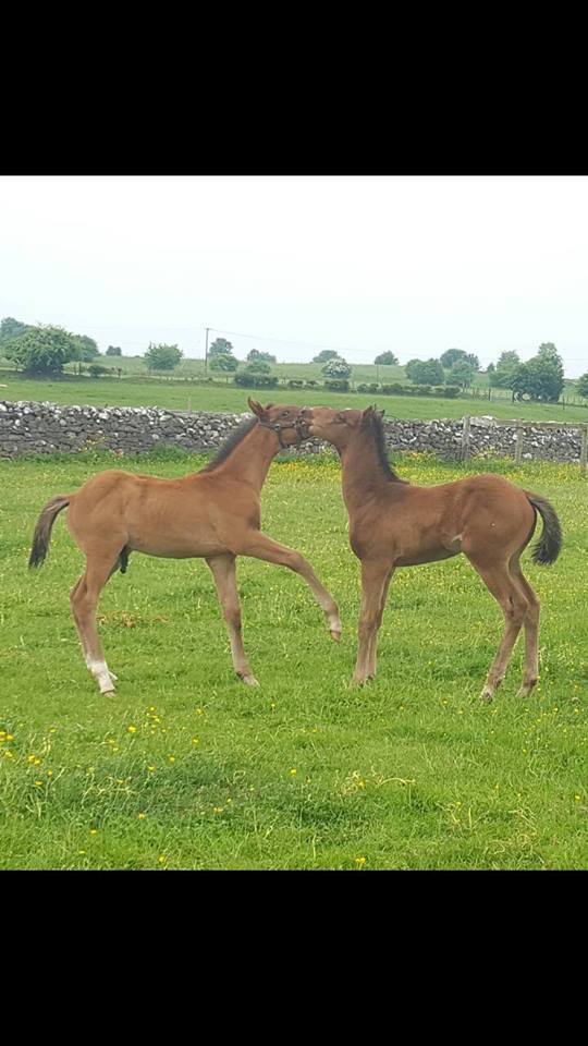 troy cullen tweet media