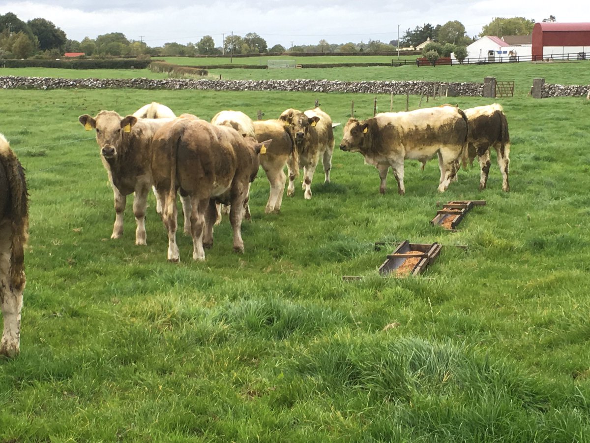 CrummySean's tweet photo. A farmer,indeed everyone, should take stock of natures wonderful bounty. For me it's not all that often but today I did.
These lads are my Lisnagre Laurence calves. Feb/Mar born,meal got today only.
The long winter nights are worth it. #Sucklers #grasstobeef #calving2018 https://t.co/gk5Zc4D8g4