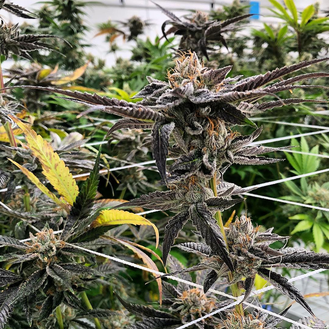 HerbalCenterDen's tweet photo. Harvest day in the jungle. Grateful for hardworking employees that take their jobs serious and don’t cut corners 💪💪

 #theherbalcenter #qualityoverquantity #exotics https://t.co/NIGQuXcTOl