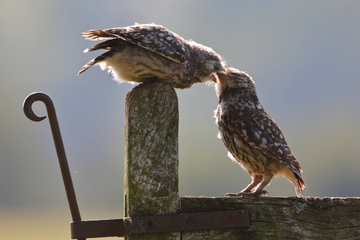 Photo competition results: wildlifesightings.co.uk/photo-competit… Congratulations @alanbryant123! Prize courtesy of @CJWildlife. Top 3 photos: