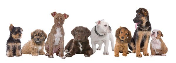 Thewoofhouse's tweet photo. Advertise your dog business and WIN! 🐾 - https://t.co/D8koy9tqp7 https://t.co/DRAKQZIW2F