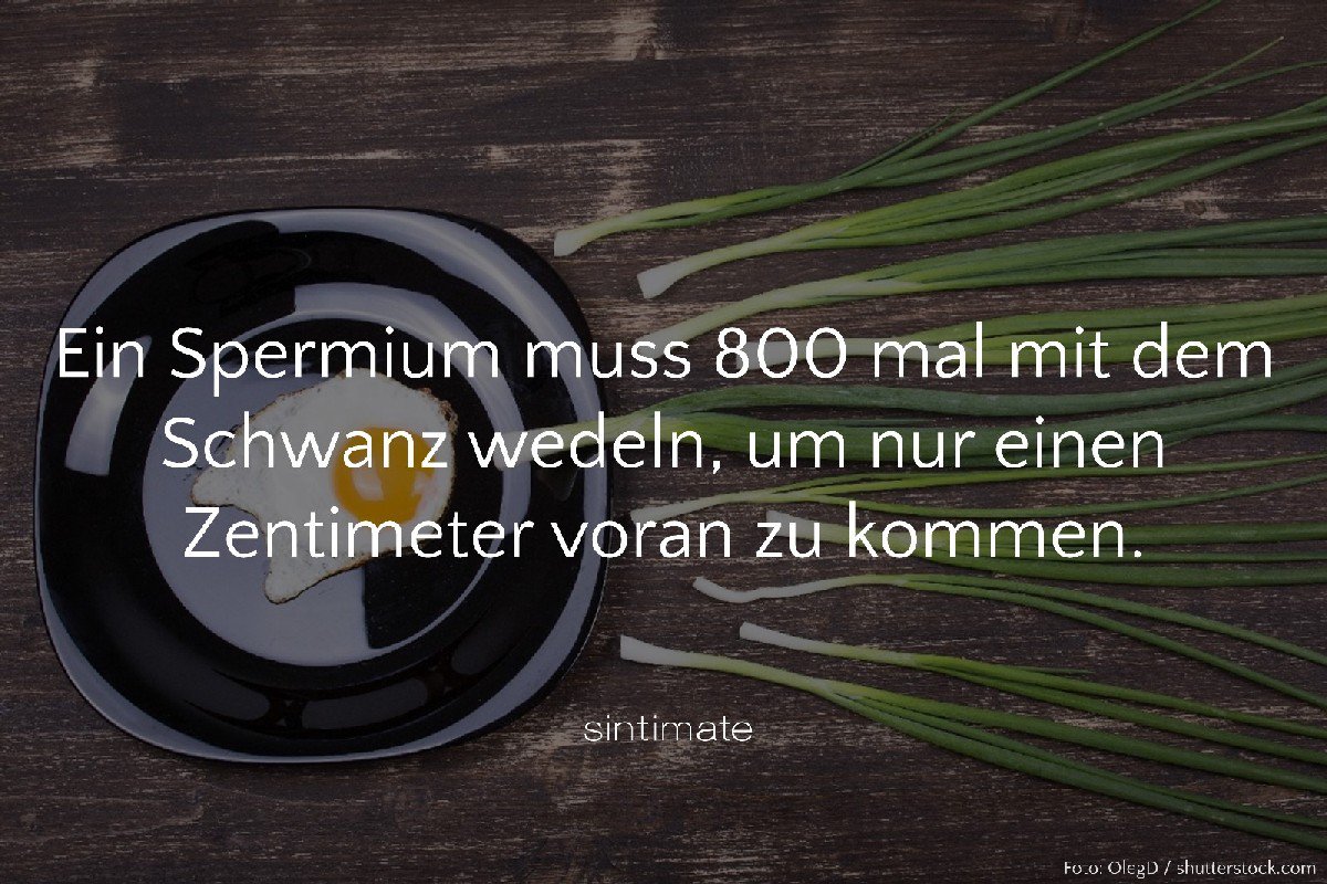 Sintimate On Twitter Funfact Quote Quoteoftheday Zitate