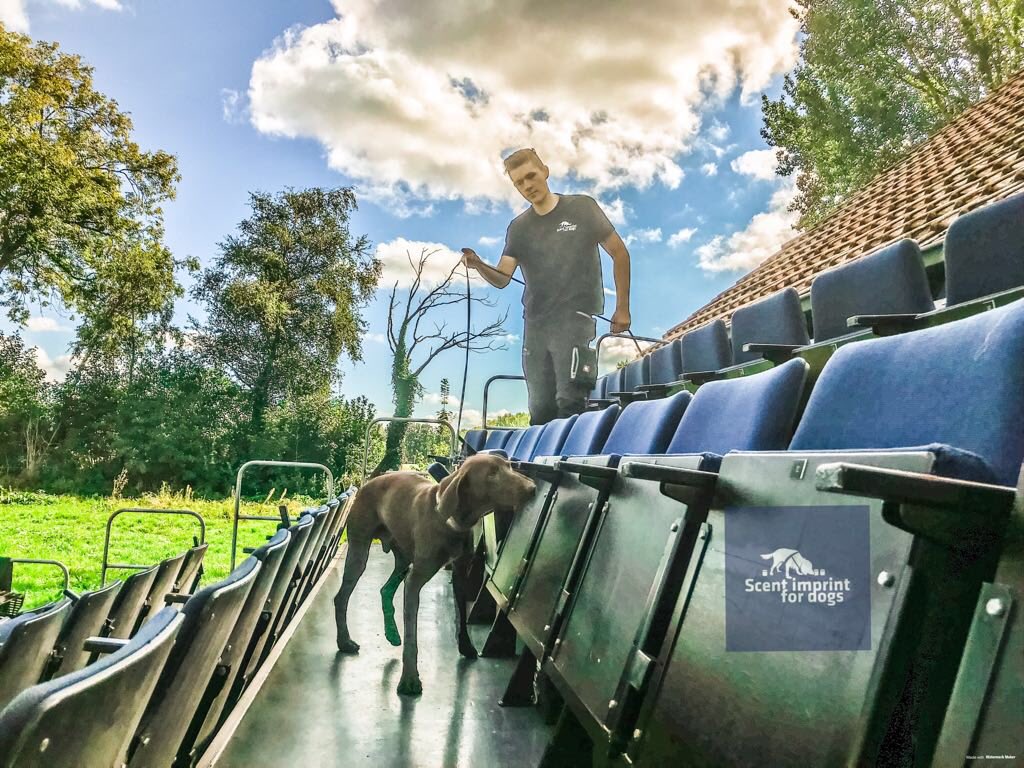 Scentimprint's tweet image. Nemo in training to become a Explosive Detection Dog! #explosivedetectiondog #detectiondog #workingdog #trainingdog #policek9 #k9positivetraining #scentlogix #security #scentdetection #sifd #scentimprintfordogs