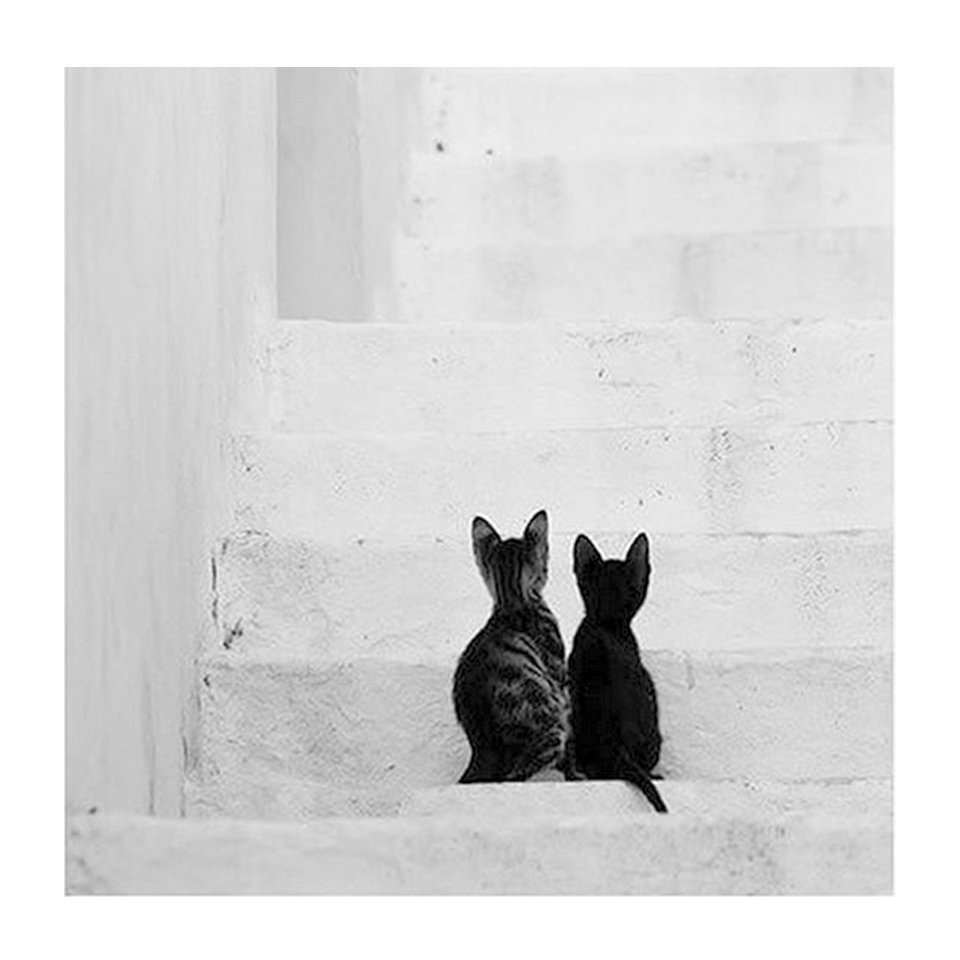 We ❤ 😽