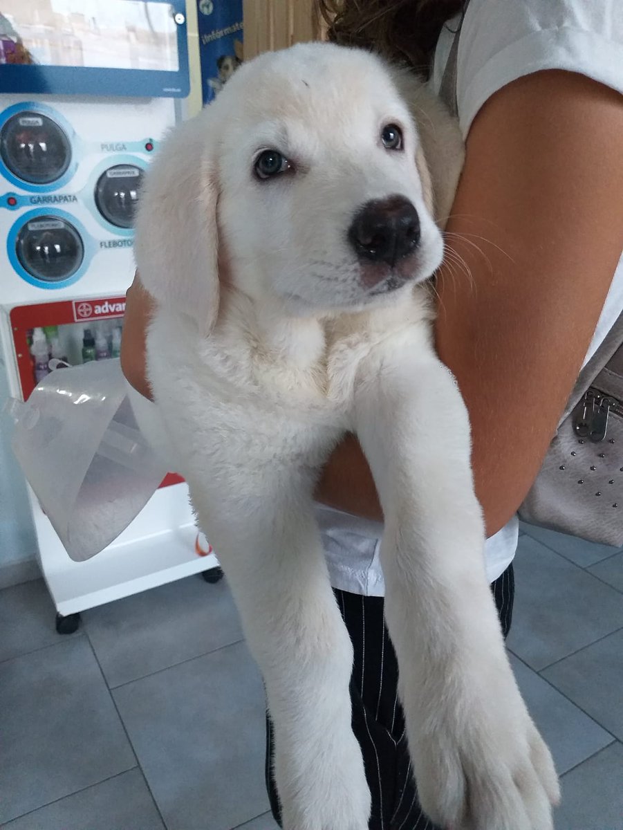 DogsRescueC's tweet photo. PARA ADOPCIÓN:📢📢📢
esta cachorra fue abandonada con el cordon umbilical, la recogimos y ayudamos con mami nodriza, ha sobrevivido !!
Es una cachorra mastina blanca
NECESITAS una amiga fiel? ADOPTA
☎️698298985
@perezreverte @aquilatierratve @tiendanimal @Animalear_web #gourmet https://t.co/2om7PGDJk6