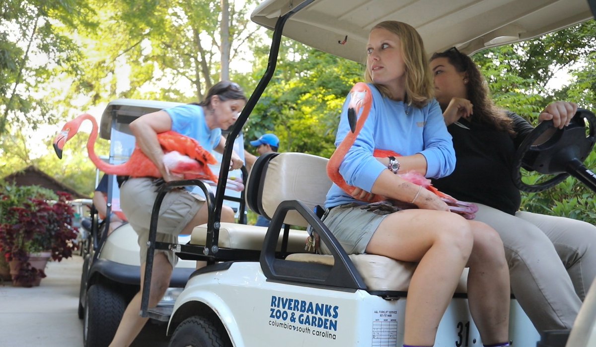 thestate's tweet photo. Flamingos on golf carts! @RiverbanksZoo relocates its animals in preparation for #HurricaneFlorence https://t.co/rWTErVYAZb https://t.co/ur56gUZnyu