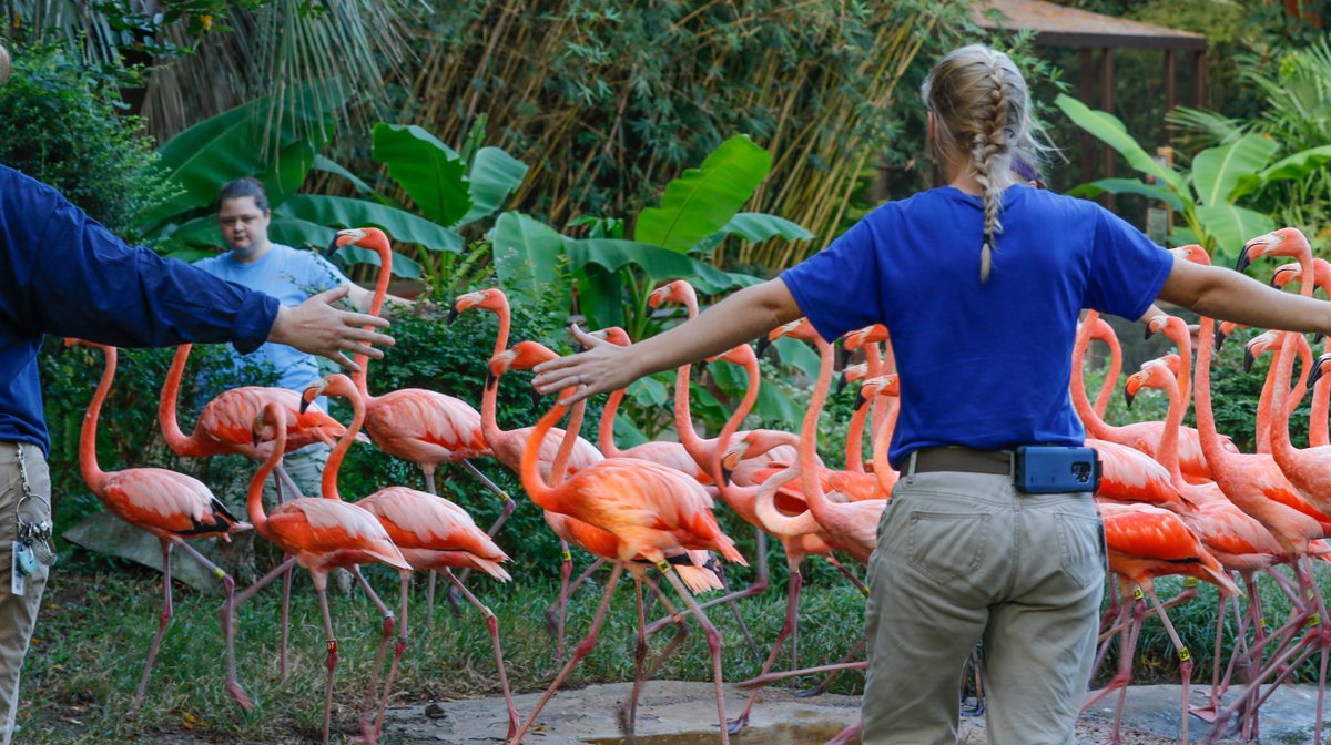 thestate's tweet photo. Flamingos on golf carts! @RiverbanksZoo relocates its animals in preparation for #HurricaneFlorence https://t.co/rWTErVYAZb https://t.co/ur56gUZnyu