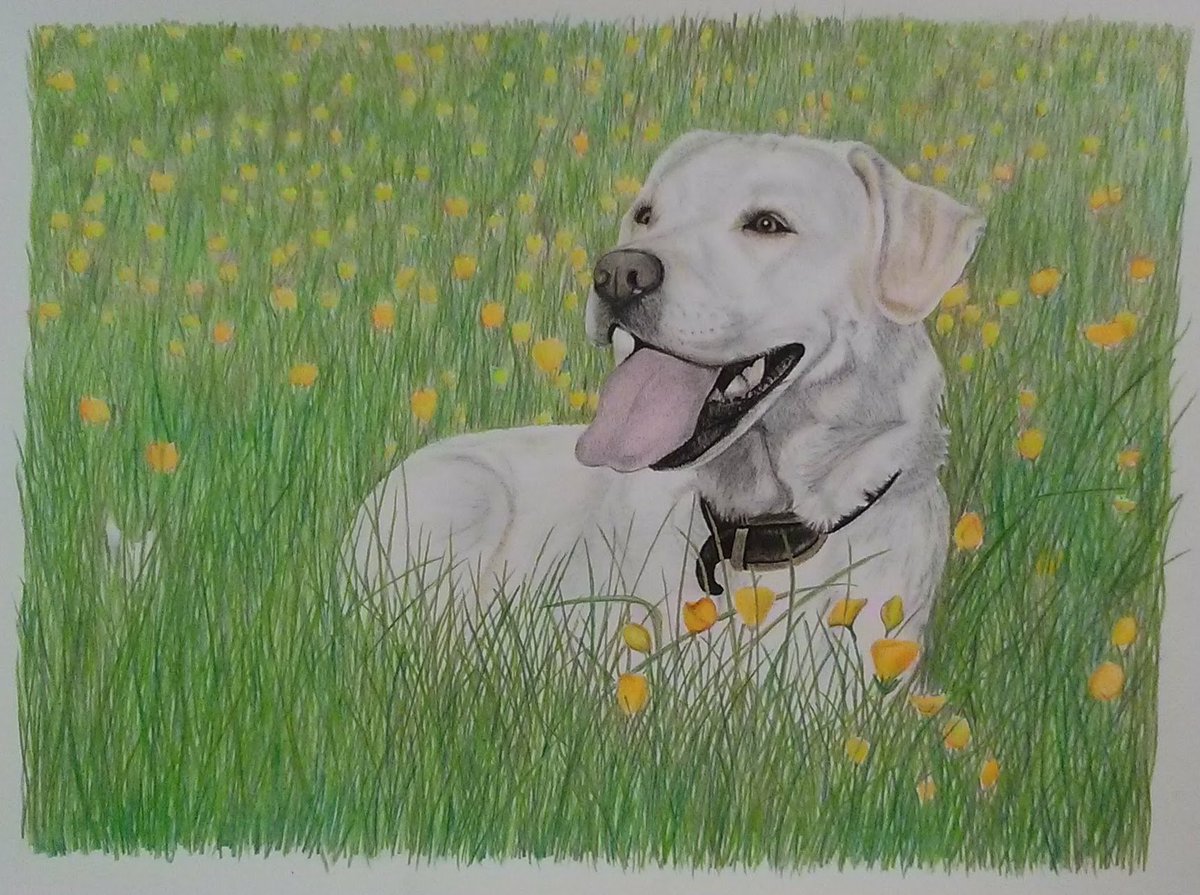 Art by Amy (@amyonpaper) on Twitter photo My second dog portrait, for a friend. Can see things to improve on, but it was well received 🙂 So much grass! 🌱🌻🌱 #dog #art My second dog portrait, for a friend. Can see things to improve on, but it was well received 🙂 So much grass! 🌱🌻🌱 #dog #art