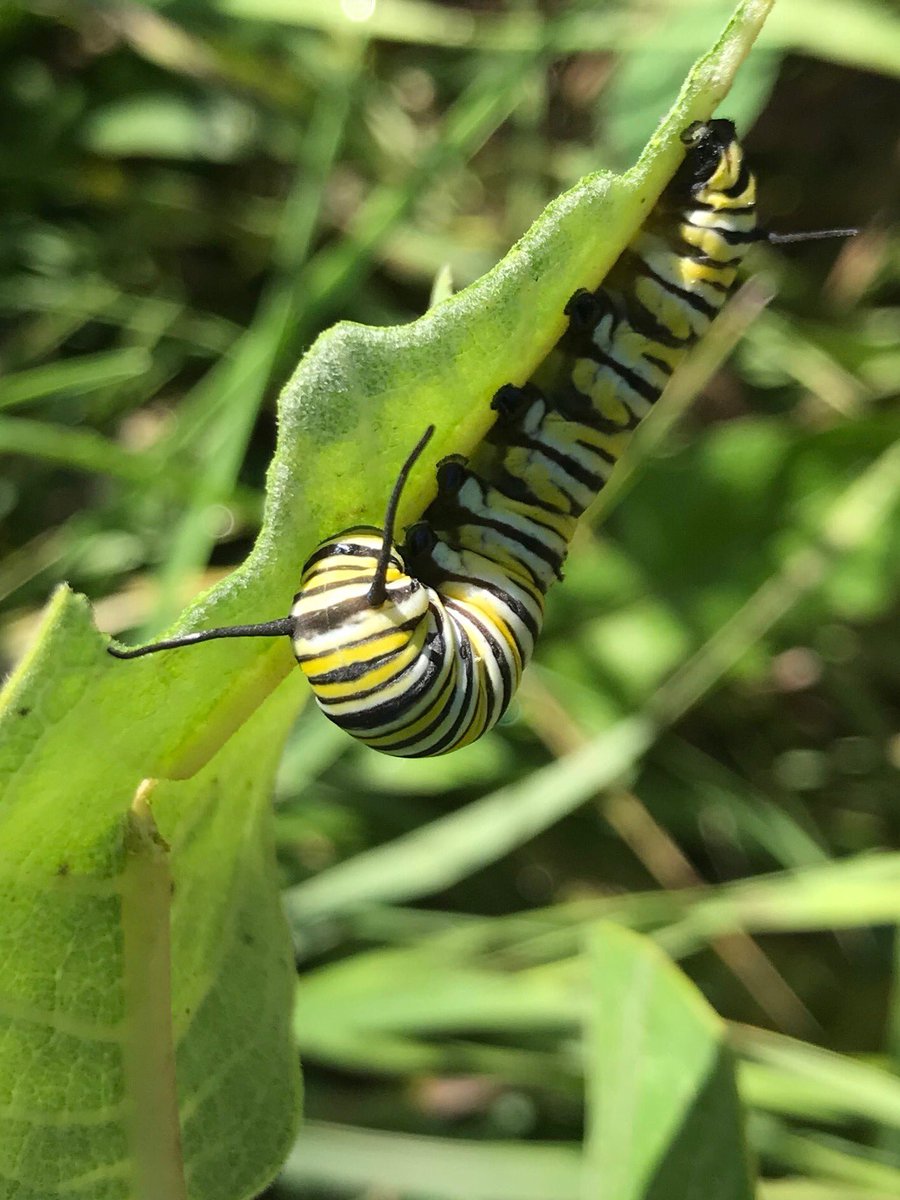 reprickhansen's tweet image. Monarch on milkweed in Conservation Reserve Program (CRP) in Bristol Township, Fillmore County #OnlyInMn #pollinators #farmbill2018