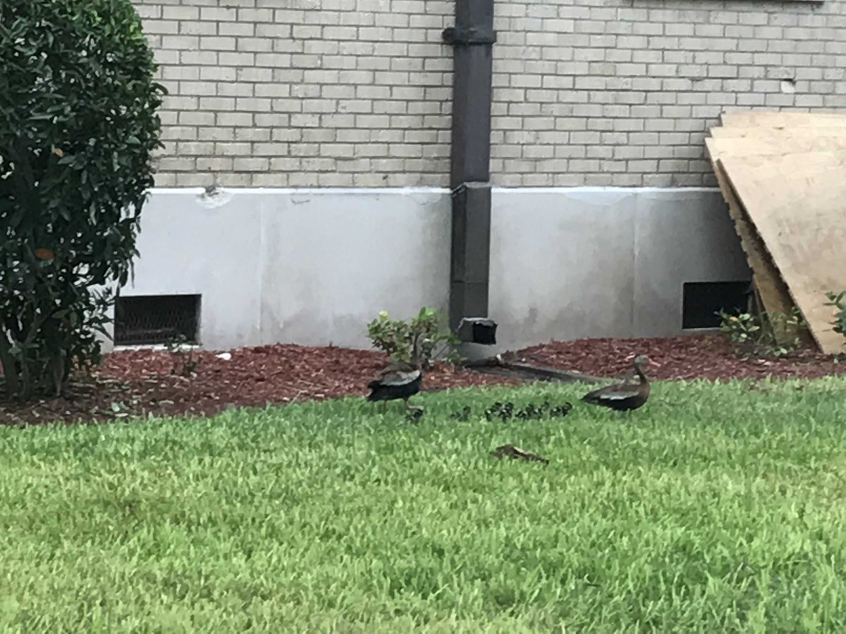 Low quality photos, high quality cuteness! Spotted baby ducks spotted on campus! 🦆