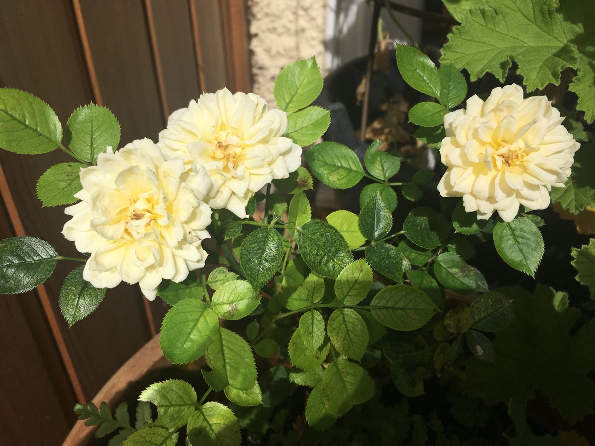ElizAthertonSop's tweet photo. This sweet little #patiorose is flowering for the third time this summer and I’ve discovered an adorable tiny #fern growing right at its base - will have to work out how to lift it without damaging either plants’ roots! @makinggardens https://t.co/yaMULunOwY