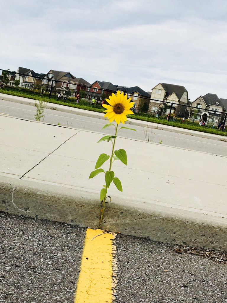 BlackWalnutPS's tweet photo. Our amazing CYW, Ms Black, reminds us all that sometimes the most beautiful things grow in the toughest circumstances.  This beauty was found in our school parking lot.  #YRDSB #YRDSBCompassPoints @BreneBrown #wholeheartedcommunity https://t.co/YpzkUiRCK0