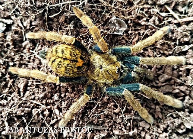 Tarantulas Bristol tweet media