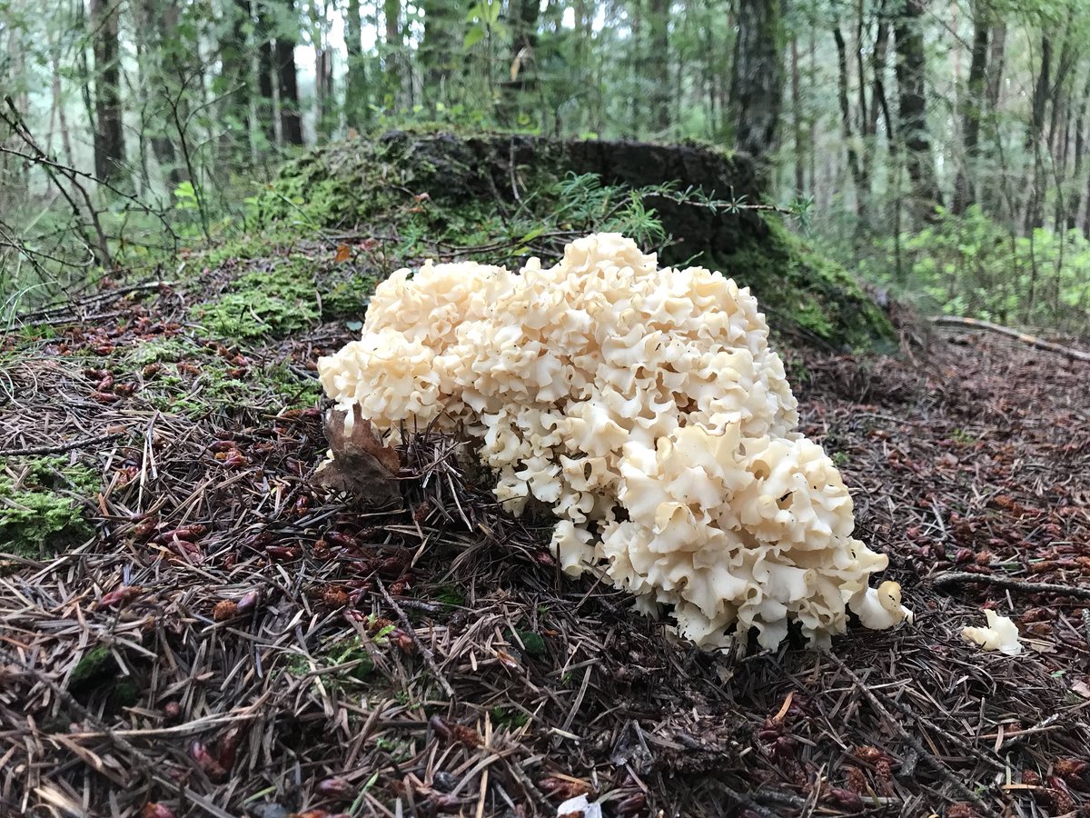 BoaEde_Victor's tweet photo. Overal in het bos komen #zwammen te voorschijn. Deze zag ik vandaag staan in het bosgebied #NoordGinkel, #Westerode en #ZuidGinkel. Een #sponszwam, #pruikzwam en #porseleinzwam. @GemeenteEde @Bossen_Van_Ede @waarneming https://t.co/JsLwXY2BDG