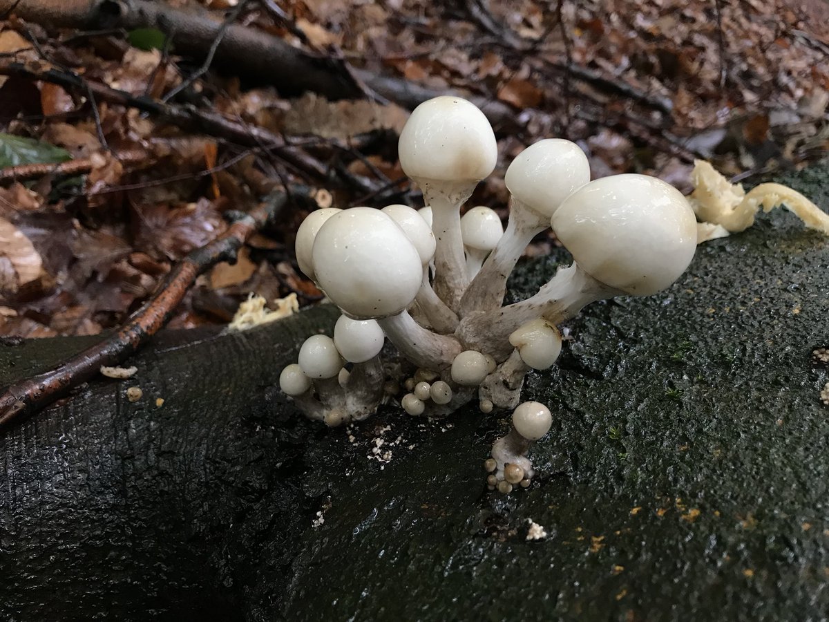 BoaEde_Victor's tweet photo. Overal in het bos komen #zwammen te voorschijn. Deze zag ik vandaag staan in het bosgebied #NoordGinkel, #Westerode en #ZuidGinkel. Een #sponszwam, #pruikzwam en #porseleinzwam. @GemeenteEde @Bossen_Van_Ede @waarneming https://t.co/JsLwXY2BDG