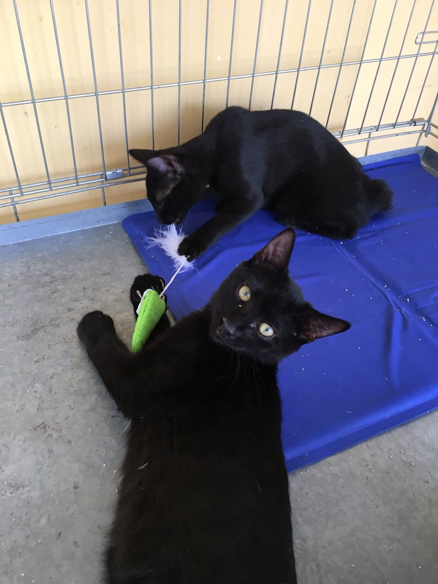 sosgatosmurcia's tweet photo. Nadie quiere ser nuestro humano? Dicen que por ser negritos lo tenemos más difícil y no lo entendemos, si somos guapísimos y adorables! Y estamos deseando tener un hogar! Nos haces un hueco en el tuyo? Jacinto y Dora en #adopción responsable! https://t.co/faakTO1yDV