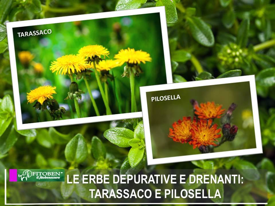 FitobenSrl's tweet photo. Regine della depurazione e ottime per drenare i liquidi in eccesso. Col cambio stagione abbiamo bisogno di depurare l'organismo ed eliminare le scorie. Conosci Tarassaco e Pilosella? Provale in Idroben --> https://t.co/LxweANEHjJ #fitoterapia #rimedinaturali #fitoben https://t.co/EXjvJTclRy
