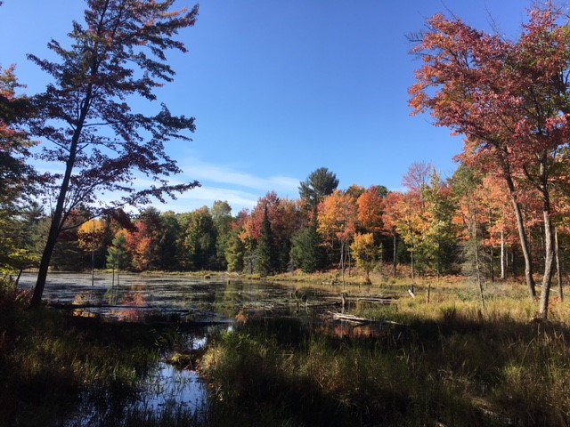 librarianonthgo's tweet photo. It's my favourite time of the year...almost #FALL! Plan your mini fall getaway based on the fall colour report for that area. Visit: https://t.co/YJIpxXNM8l #fallcolours #fallinontario @ontarioparks https://t.co/uFxzCxWUmY