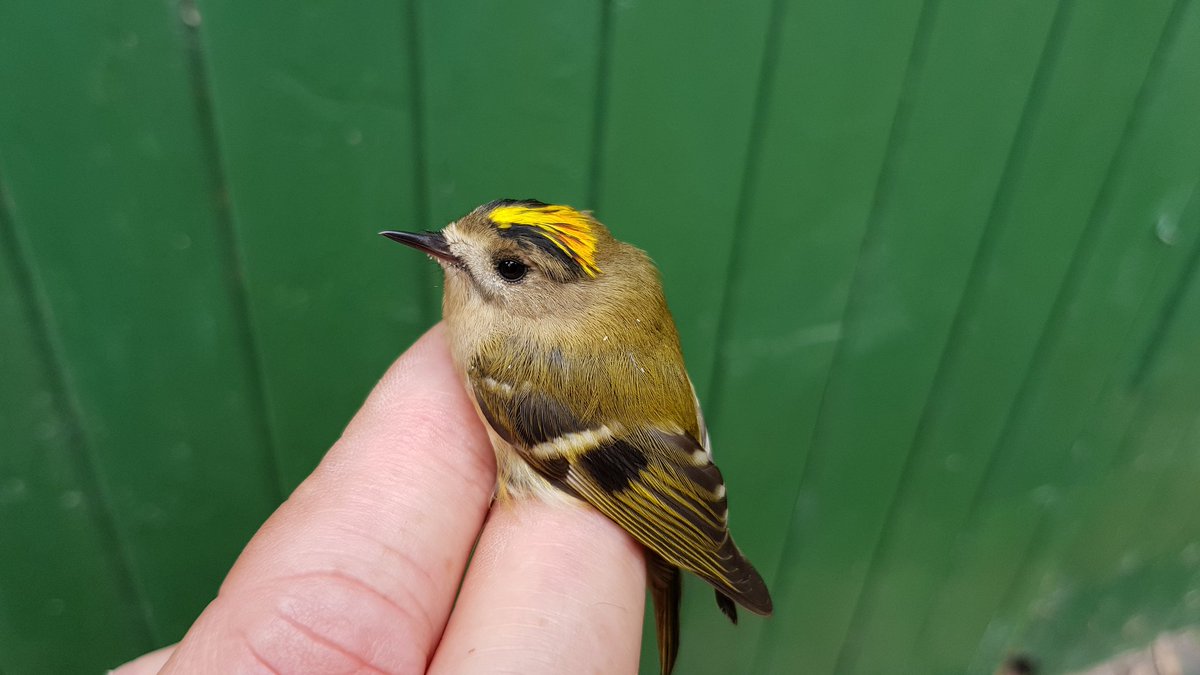 We've had a great morning checking bat boxes and bird ringing at our Charnwood Lodge reserve - all done under licence.  So great to get a chance to see wildlife up close 🙂 Pics of Noctule, Robin, Soprano Pip and Goldcrest <a href="/_BTO/">BTO</a> <a href="/leicsbatgroup/">Leics Bat Group</a>  <a href="/_BCT_/">Bat Conservation Trust</a> #wildlife #nature 🦇🐦🦇
