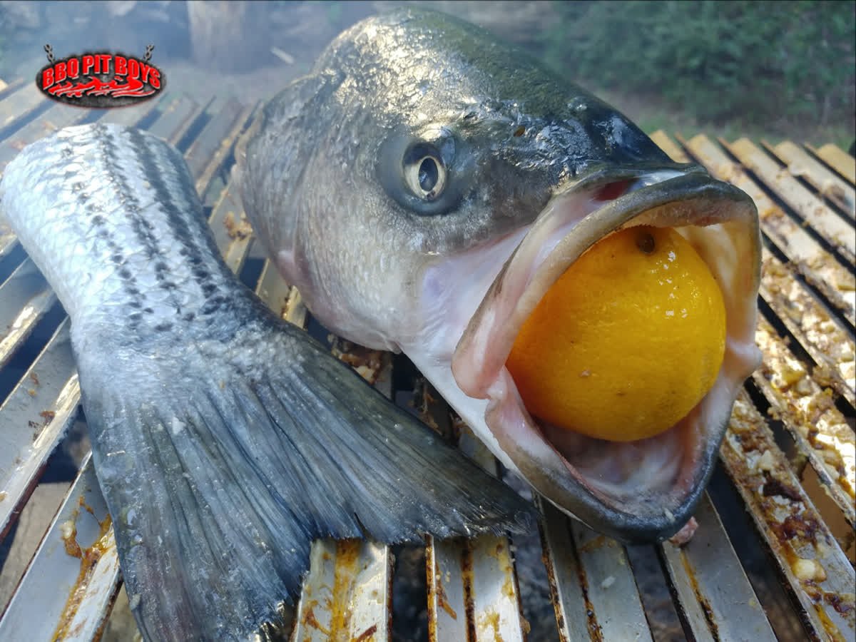 Striper bass lookin' GUUUD  👌